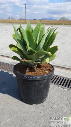 Agave Attenuata 70cm