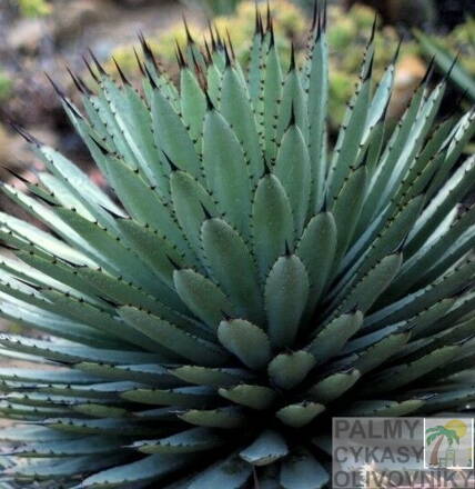 Agave Macroacantha 10 semien