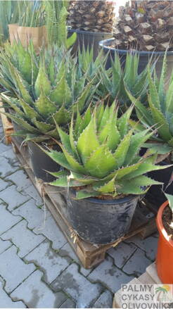 Agave Montana 60-80cm