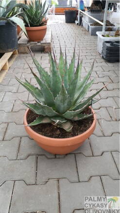 Agave Montana miska 40cm