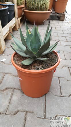 Agave Neomexicana 40cm