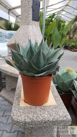 Agave Ovatifolia  60cm