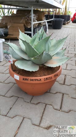 Agave Ovatifolia  miska 40cm