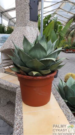 Agave Ovatifolia  70cm