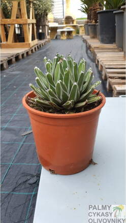 Agave Victoriae Reginae 35 cm
