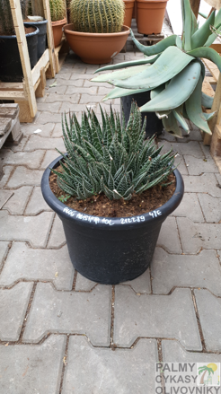 Aloe Aristata 30-40cm