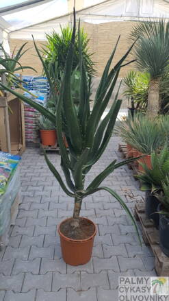 Aloe Bainesii 170-180cm