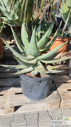 Aloe Ferox 80-100cm