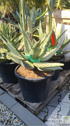 Aloe Marlothii 80cm