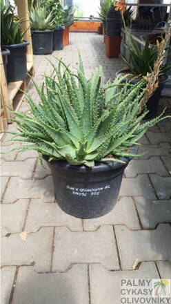 Aloe X Spinosissima 50-60cm