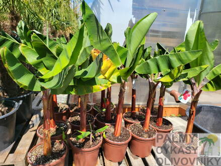 Banánovník Musa acuminata Red Dacca platano rojo 70-90cm