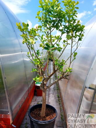 Citrus limon - citrónovník 70L, výška 230-250cm