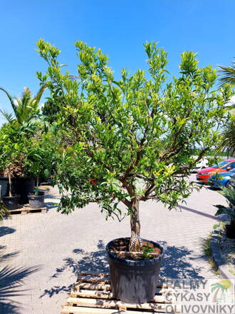 Citrus reticulata - mandarínka 130L, výška 250-300cm 