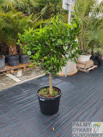 Citrus sinensis - pomarančovník 45Lt. AKCIA!