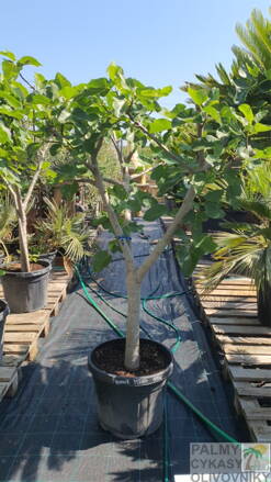 Ficus carica figovník 20/25