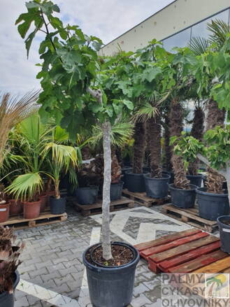 Ficus carica figovník 10/15