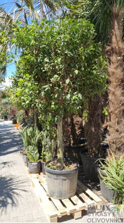 Ficus Nitida Benjamin 250cm