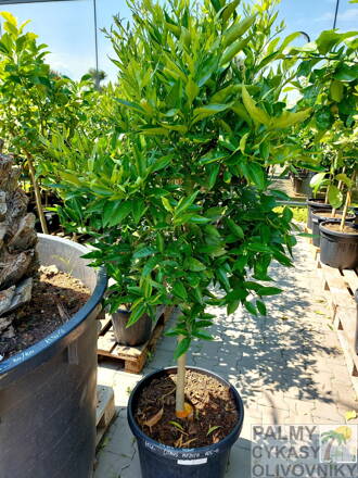 Citrus Medica Cedrát 45L, výška 170-190cm
