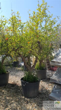 Punica granatum granátové jablko 40/50