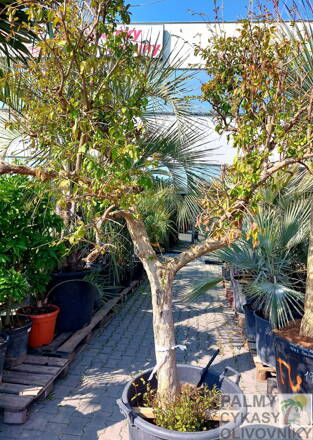 Punica granatum granátové jablko 30/40