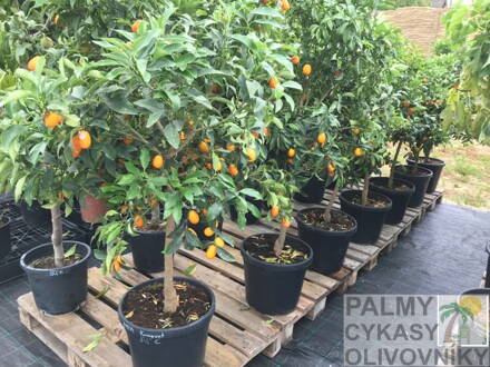 Citrus kumquat - kumkvát 15L