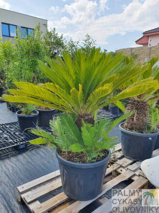 Cycas Revoluta výška 120-150cm, kmeň 30-40cm