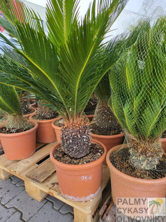 Cycas Revoluta výška 70-80cm 10L 