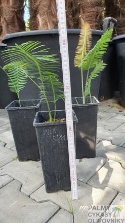 Dioon Edule výška celkom 40-50cm