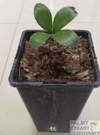 Zamia Furfuracea