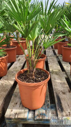 Trachycarpus wagnerianus 90-110cm