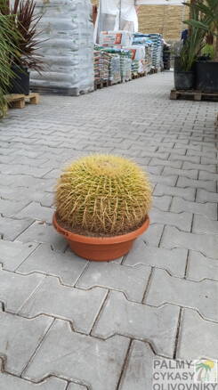 Echinocactus Grusonii priemer 30cm