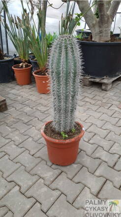 Pachycereus pringlei výška 70-80cm 