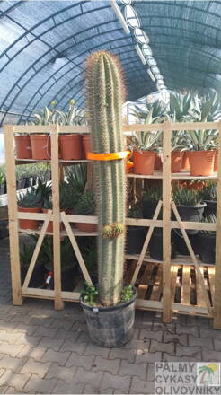Pachycereus pringlei výška 200-220cm 