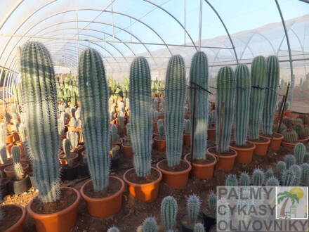 Pachycereus pringlei výška 80-90cm