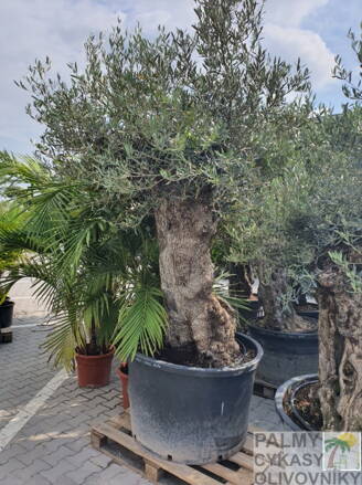 Olivovník európsky Bonsai 120/140