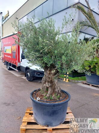 Olivovník európsky Bonsai 130/150