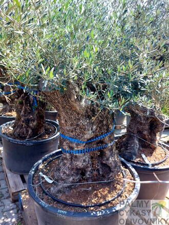 Olivovník európsky Bonsai 150/160