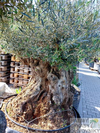 Olivovník európsky Bonsai Maxi 180/240