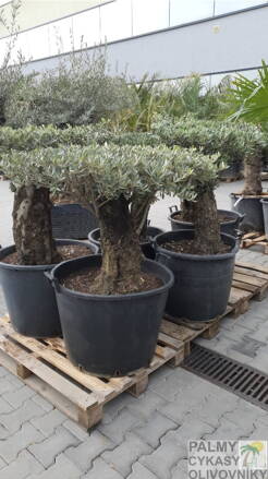 Olivovník európsky Bonsai Disco 40/60