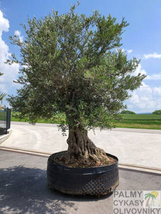 Olivovník európsky Bonsai Lechin 120/250