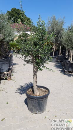 Olivovník európsky 25/30 160-180cm