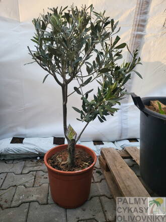 Olivovník európsky Prebonsai Mini 