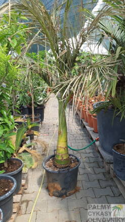 Archontophoenix Alexandrae výška 200cm, obvod kmeňa cca. 40-50cm