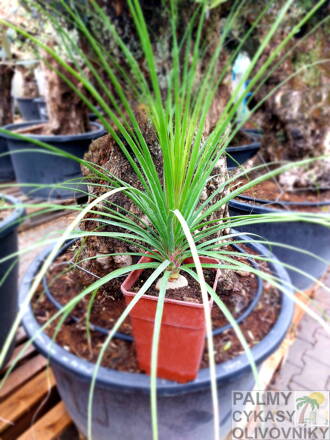 Beaucarnea recurvata výška 60-80cm
