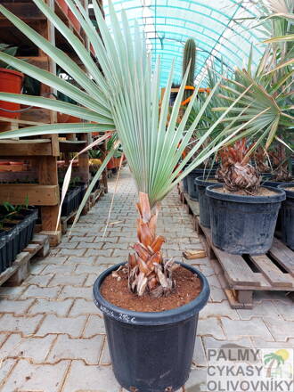 Bismarckia Nobilis výška rastliny 110-130cm