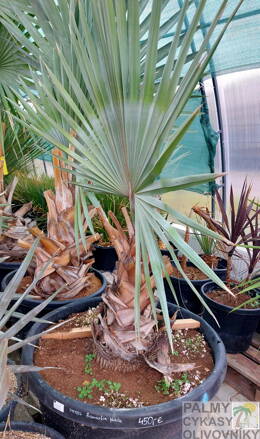 Bismarckia Nobilis výška rastliny 160-180cm