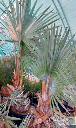 Bismarckia Nobilis výška rastliny 200-250cm