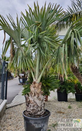 Bismarckia Nobilis výška rastliny 300-350cm