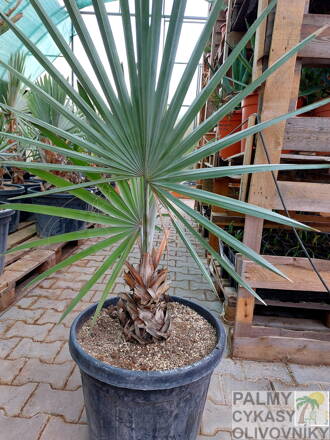 Bismarckia Nobilis výška rastliny 110-130cm