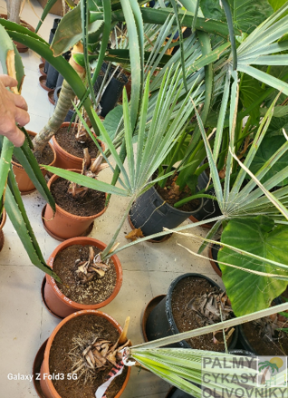 Bismarckia Nobilis výška rastliny 60-100cm 10Lt
